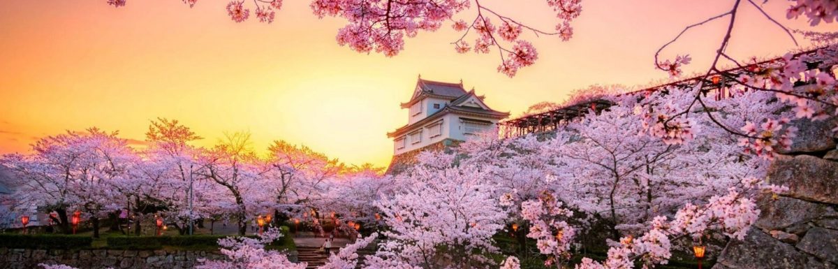 cherry-blossom-japan