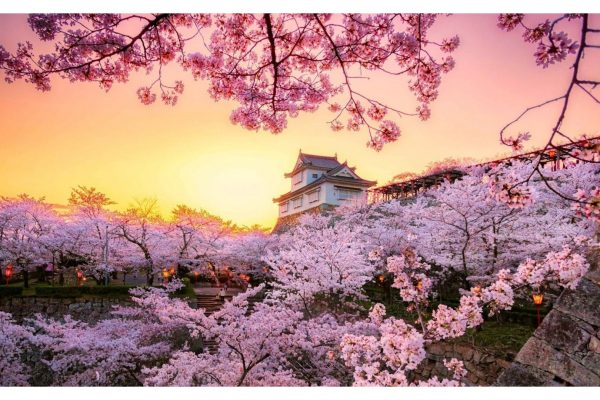 What is Cherry Blossom Festival in Japan?-When and where to celebrate