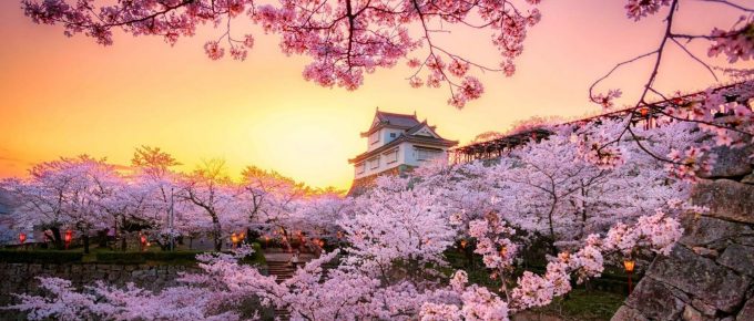 cherry-blossom-japan