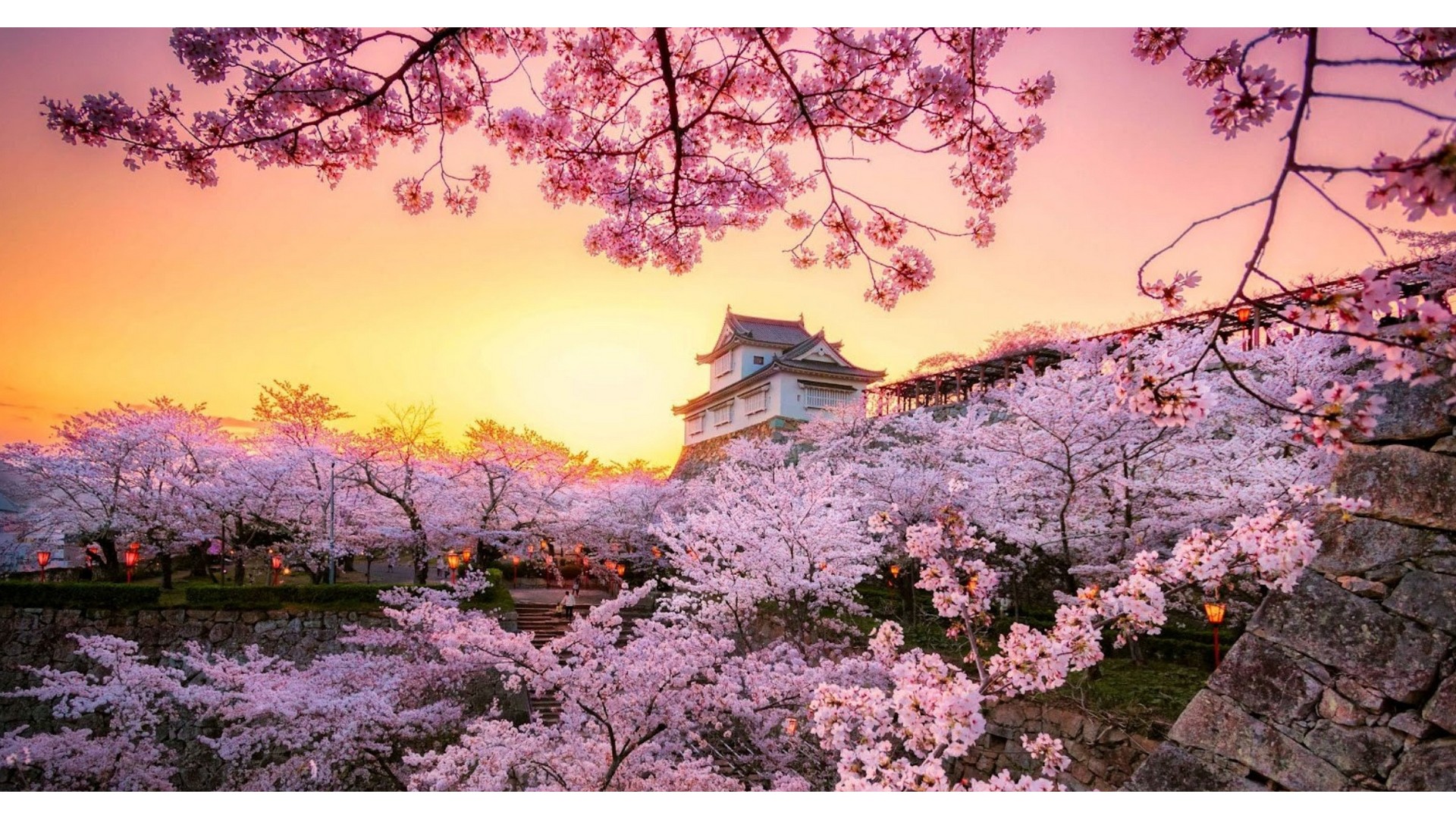 cherry-blossom-japan
