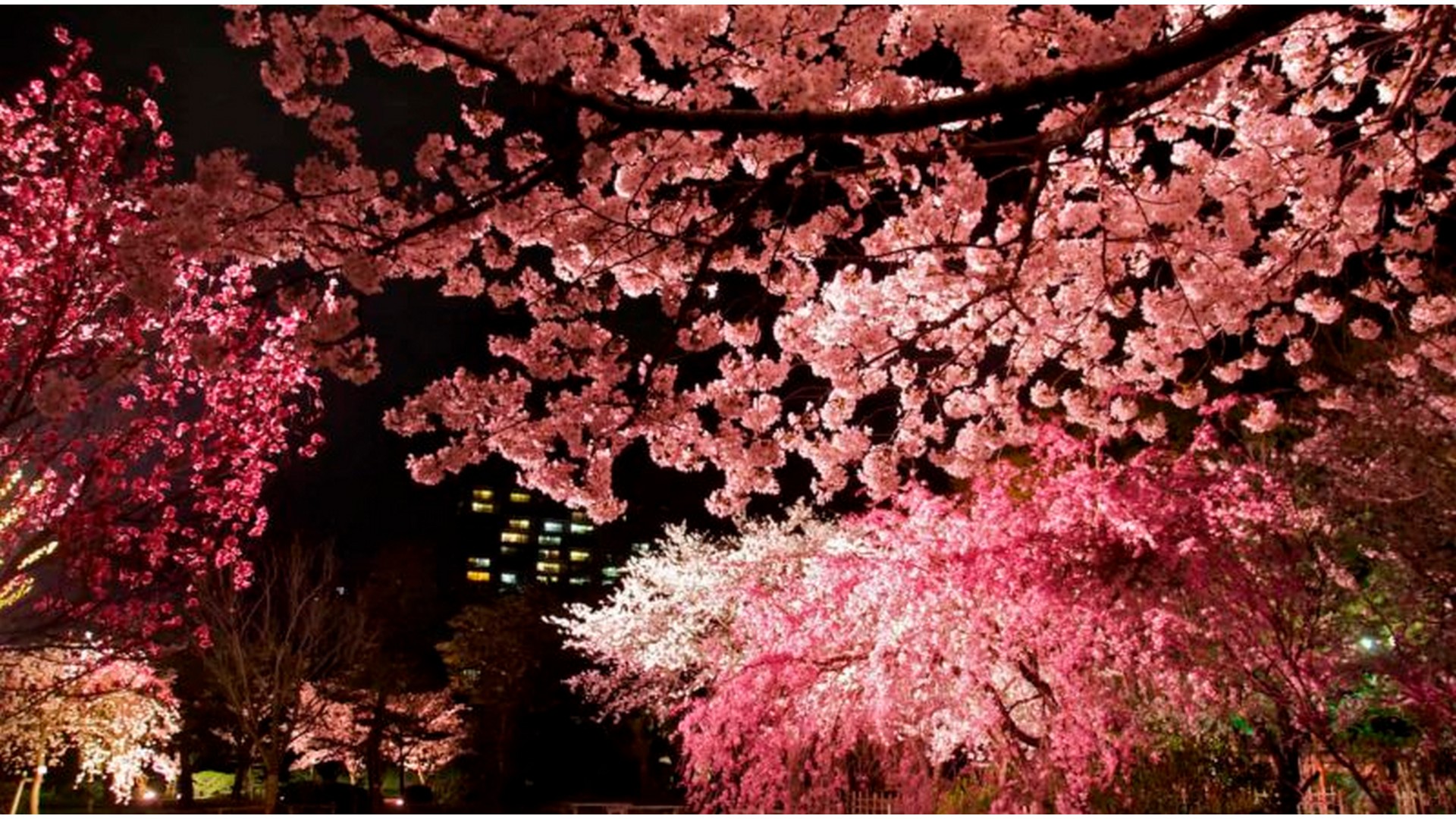 yozakura-cherry-blossom