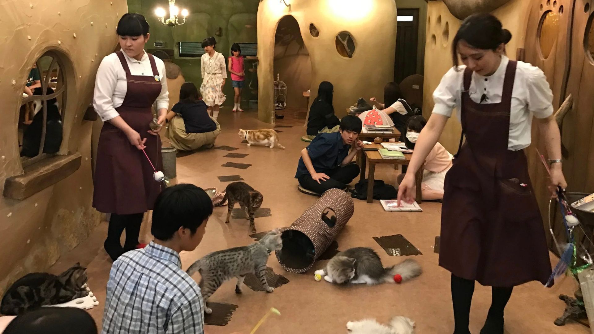 cat-cafes-tokyo
