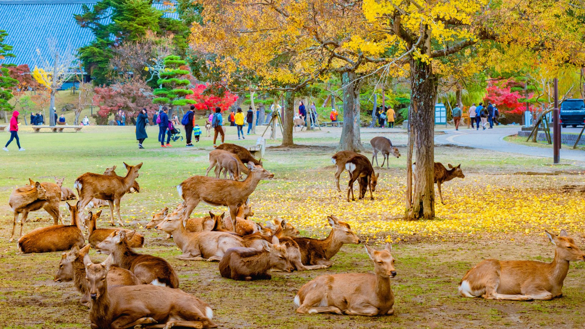 nara-park