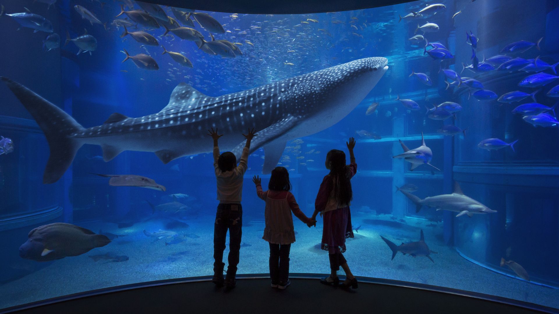 osaka-aquarium-kaiyukan