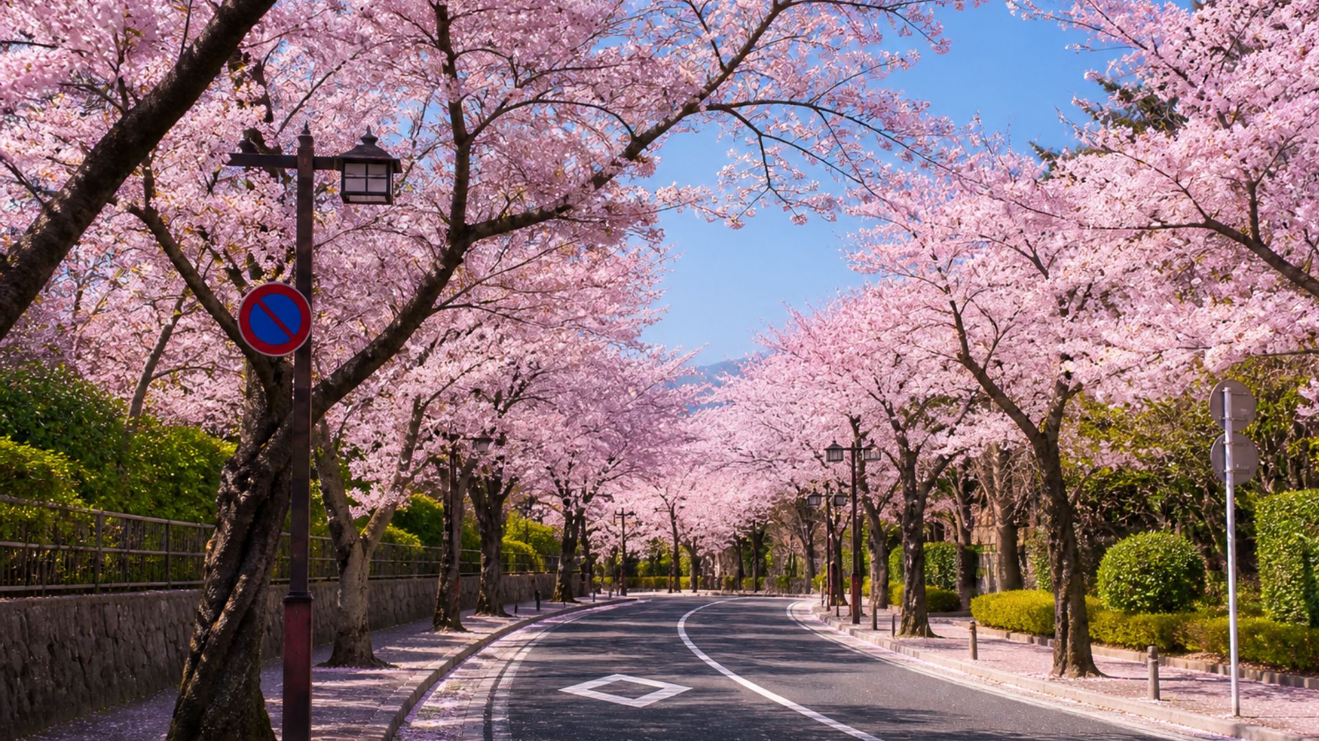 cherry-blossoms